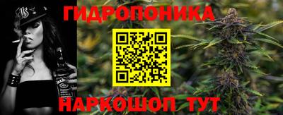 шишки Гай